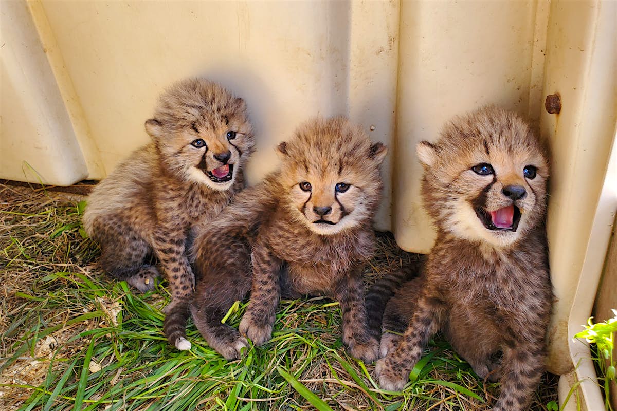 Four adorable cheetah cubs have just been named by the public - Lonely